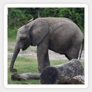 African Elephant Sticker